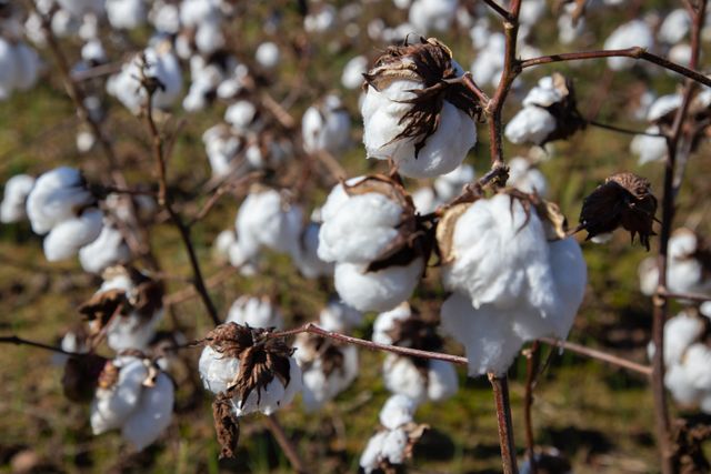From Cotton Fields to Global Fashion: How India Can Turn Its Cotton Heritage into an Economic Powerhouse
